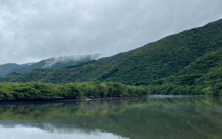 Amami: Morning Mangrove Kayaking Tour - Activity Details and Booking Information