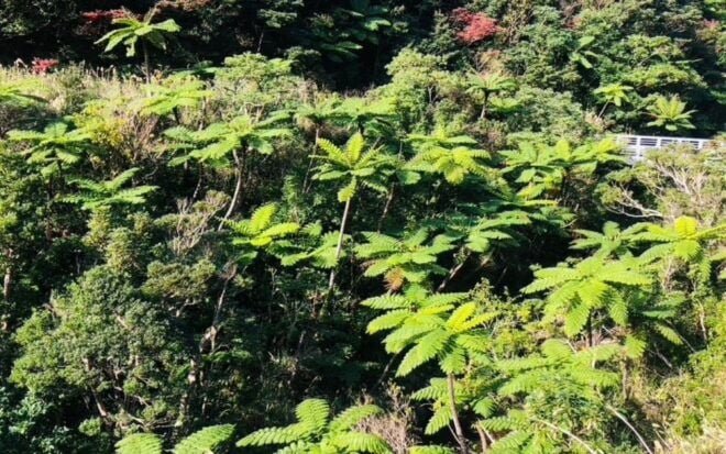 Amami Oshima: 1 Day Island Sights Tour - Tour Details