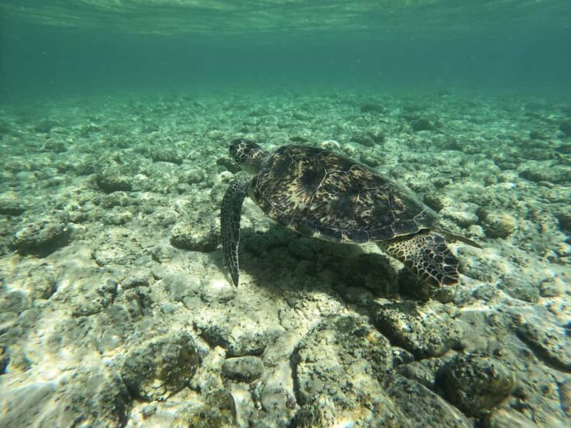 Amami Oshima Island Private Custom Tour with Local Guide - Frequently Asked Questions