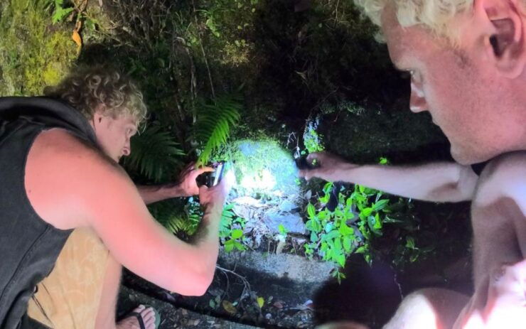 Amami Oshima Island: Wildlife Night Tour - Tour Highlights