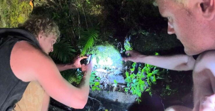 Amami Oshima Island: Wildlife Night Tour - Experience and Wildlife Spotting