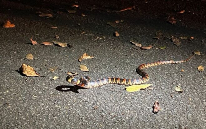 Amami Oshima Island: Wildlife Night Tour - Important Information