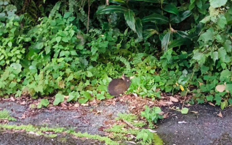 Amami Oshima: Mini Nature Walk and Wildlife Night Tour - Activity Details