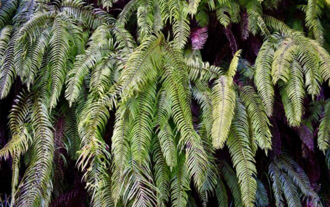 Amami Oshima: Mini Nature Walk and Wildlife Night Tour - Pricing