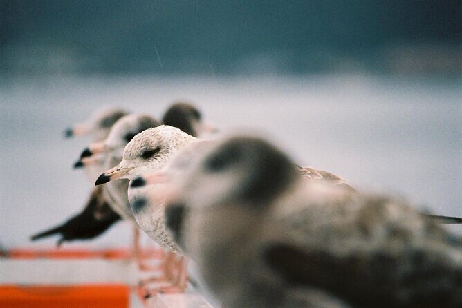 Amanohashidate & Ine Private Tour from Kyoto with English Driver - Authentic Experiences That Make a Difference