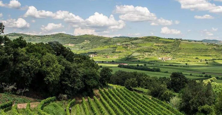Amarone Wine Tasting Tour. Visit Verona. From Venice - Pricing and Duration