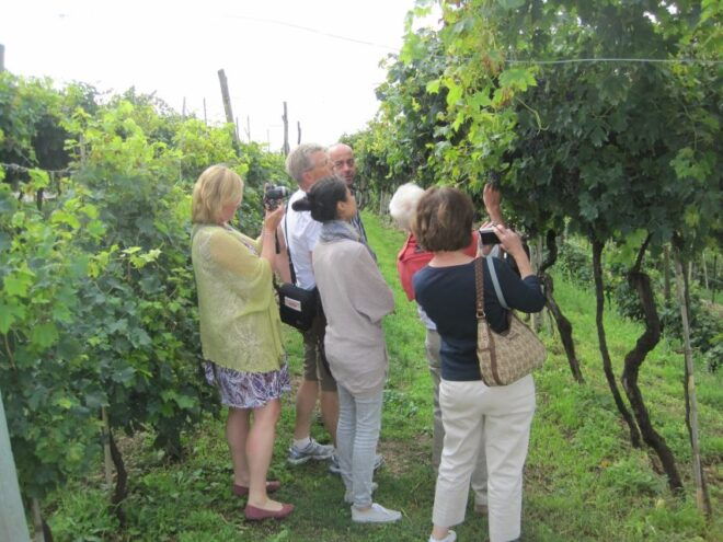 Amarone Wine Tour & Tasting From Venice, Padua or Verona - Tour Experience and Languages