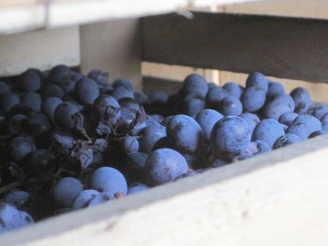 Amarone Wine Tour & Tasting From Venice, Padua or Verona - Booking Information and Cancellation