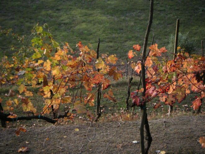 Amarone Wine Tour & Tasting From Venice, Padua or Verona - Customer Reviews and Testimonials