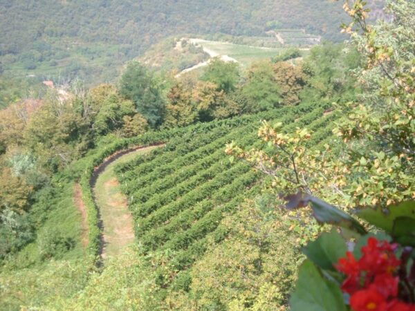 Amarone Wine Tour & Tasting From Venice, Padua or Verona - Tour Availability and Directions