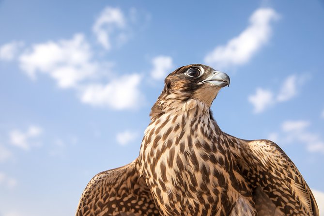 Amazing Abu Dhabi Evening Safari - Additional Information