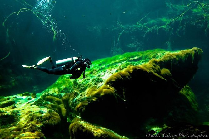 Amazing Beginner Dive in Tulum Cenote (Or Refresher Dive) - Highlights and Experiences Underwater