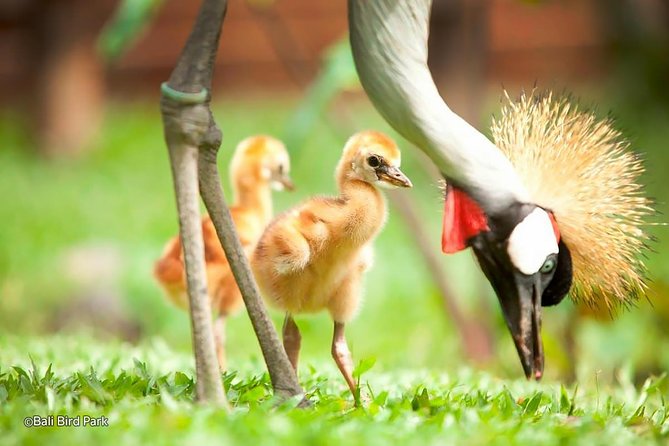 Amazing Best Private Tour Bali Bird Park And Ubud Tour - Tour Highlights