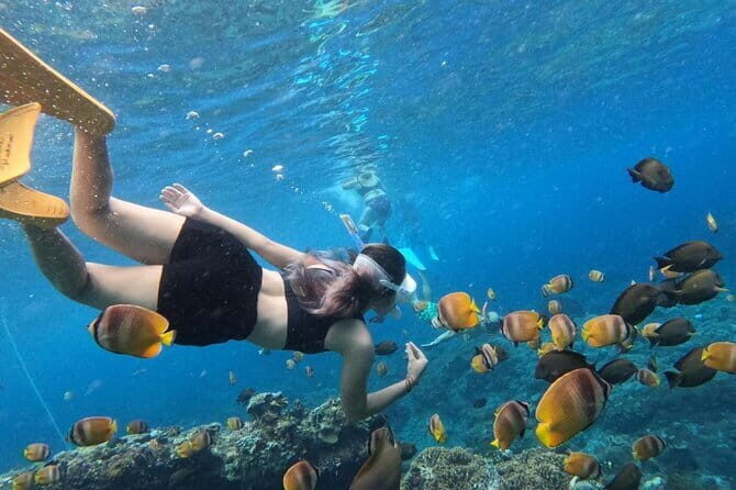 Amazing Cham Island Snorkeling Tour From Hoi An or Da Nang - The Full Experience: What to Expect on the Tour