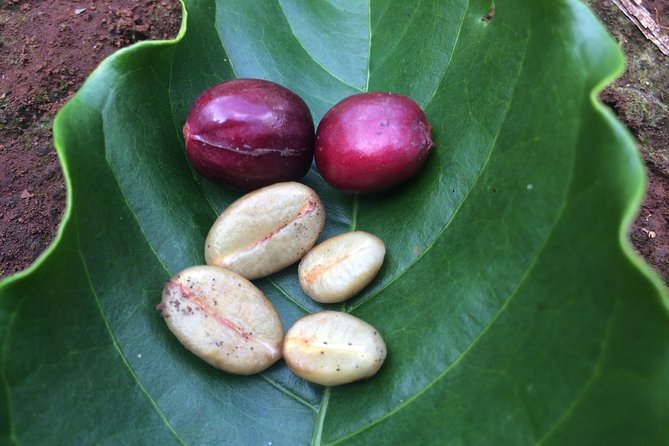 Amazing Coffee Full-Day Tour in Buon Ma Thuot - Daklak - Tasting Exquisite Coffee Varieties