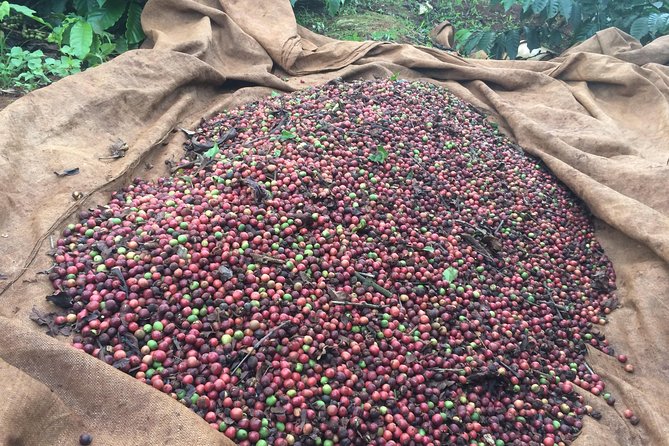 Amazing Coffee Full-Day Tour in Buon Ma Thuot - Daklak - The Sum Up
