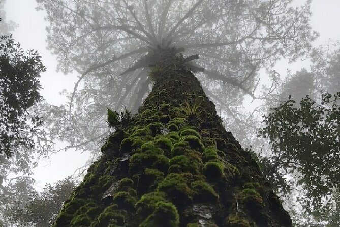 Amazing experience in the mountain of San Jose del Pacifico - Practical Details to Keep in Mind