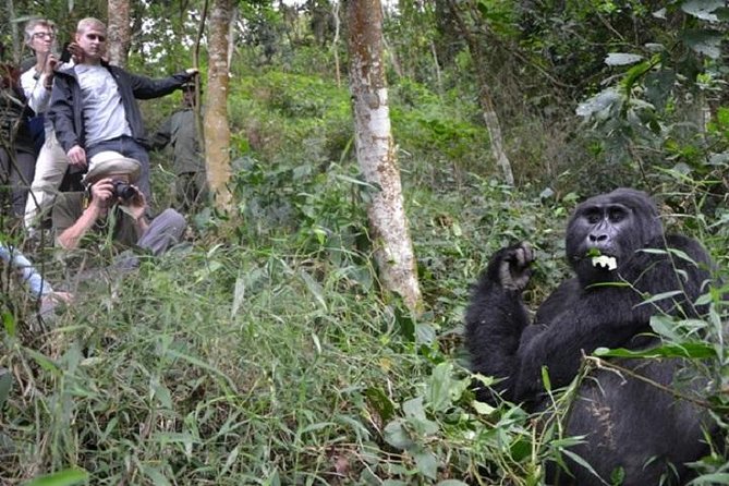 Amazing Gorillas in the Mist - Frequently Asked Questions