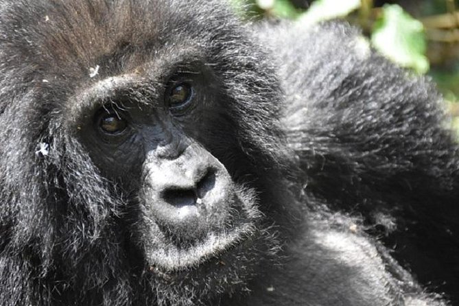 Amazing Gorillas in the Mist - The Sum Up