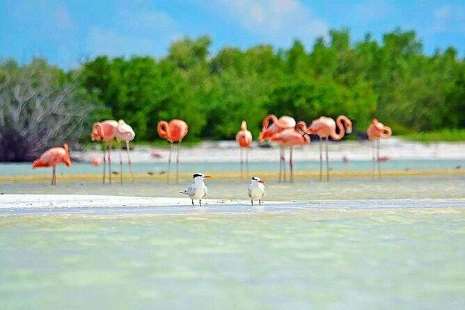 Amazing HOLBOX Full day tour and Cenote swim experience from Cancun! - Arrival at Holbox Island and Free Time