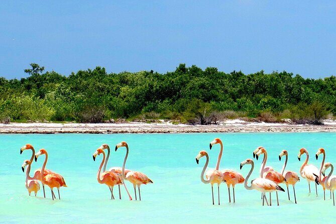 Amazing HOLBOX Full day tour and Cenote swim experience from Cancun! - Additional Details and Practical Tips