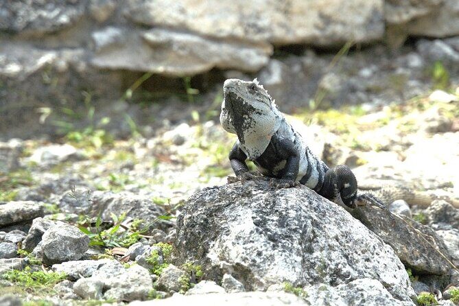 Amazing Jeep Tour Visit Punta Sur Park and San Gervasio Ruins - What This Tour Means for You