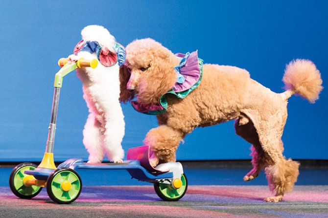 Amazing Pets Show in Branson - Event Overview