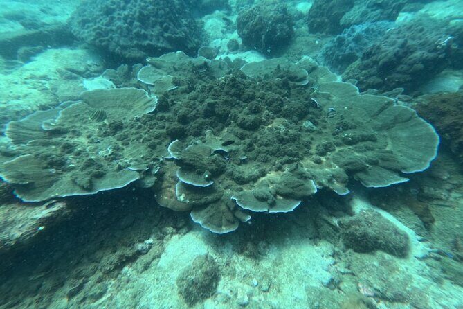 Amazing Phu Quoc 3 Island Tour by Boat and Cable Car 1 day - The Authentic Experience: Pros and Cons