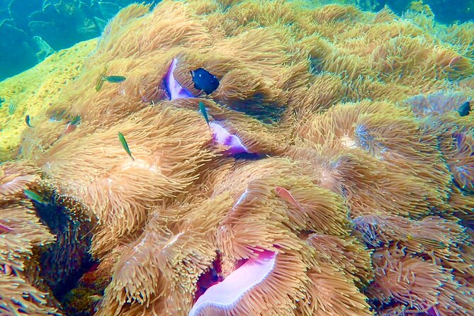 Amazing Private Snorkeling Tour in an Thoi Islands by Speed Boat - Additional Information