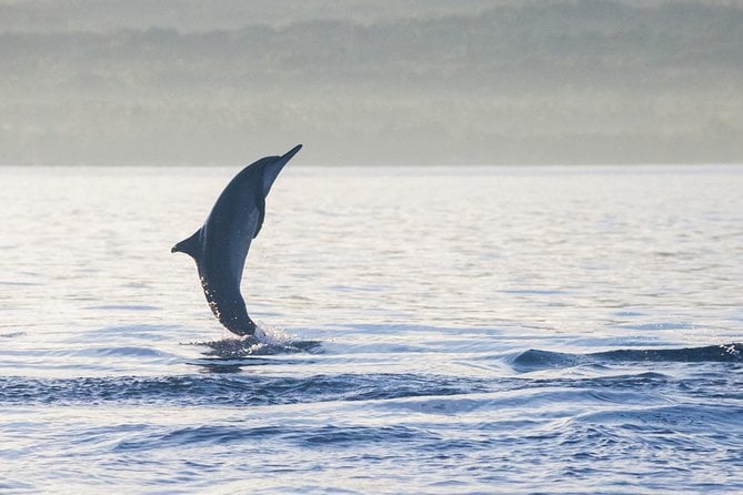 Amazing Private Tours: Dolphins Lovina and Gitgit Waterfall Include Lunch - Tour Highlights