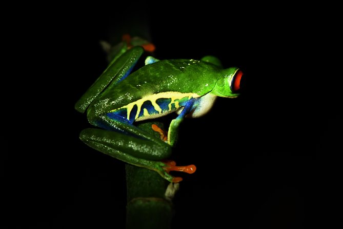 Amazing Red-Eyed Frog Night Walk La Fortuna - Tour Overview