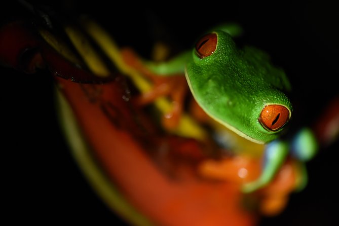 Amazing Red-Eyed Frog Night Walk La Fortuna - Red-Eyed Frog Spotting