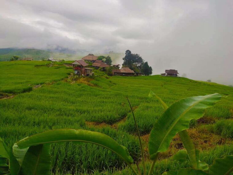 Amazing Rice-Fields Terraces of Ban Pa Pong Pieng. (Private) - Recommendations for Participants