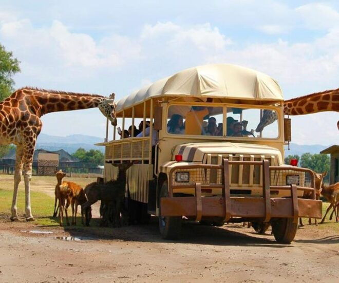 Amazing Safari at Teotihuacán - What to Bring