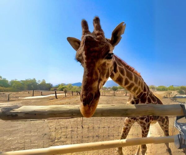 Amazing Safari at Teotihuacán - Frequently Asked Questions