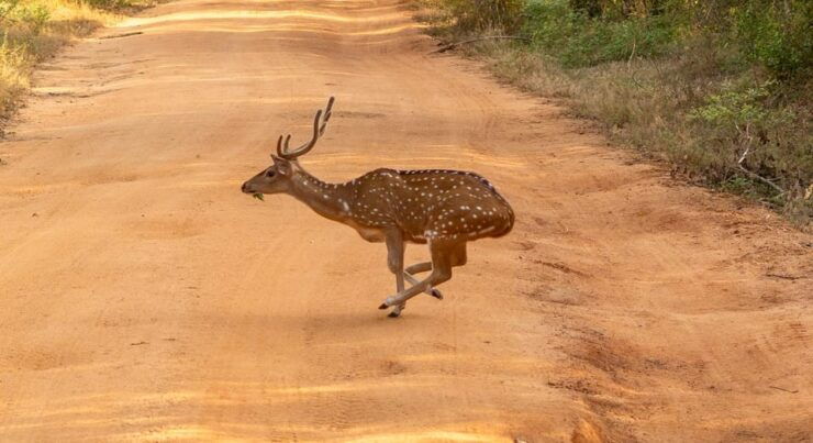 Amazing Safari Udawalawe - Pricing and Booking Options