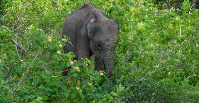 Amazing Safari Udawalawe - Guided Tour Insights