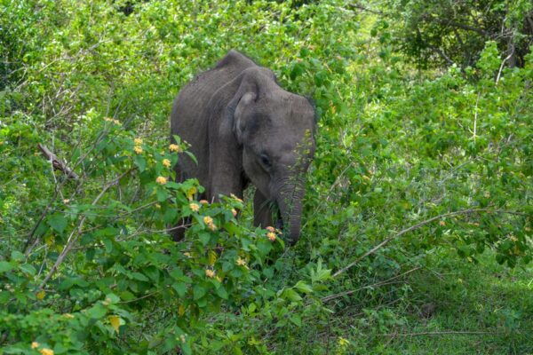 Amazing Safari Udawalawe - Safety Guidelines and Restrictions