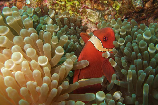 Amazing Snorkeling at Mun Island ( Group Tour ) - Complaints and Issues