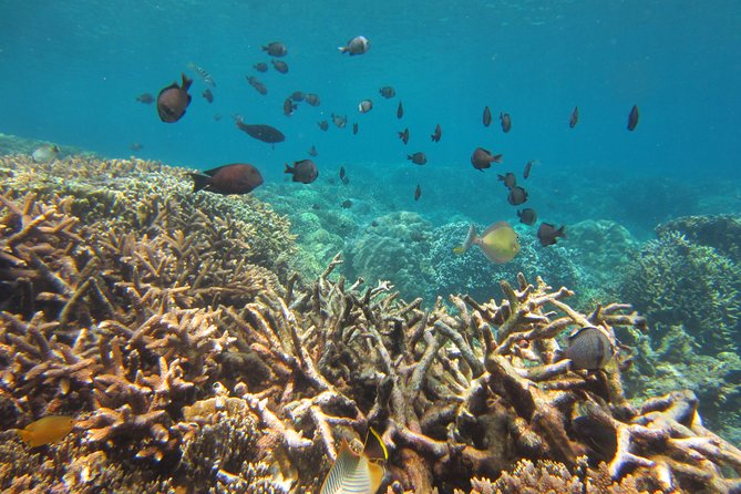 Amazing Snorkeling at Mun Island ( Group Tour ) - Common Questions