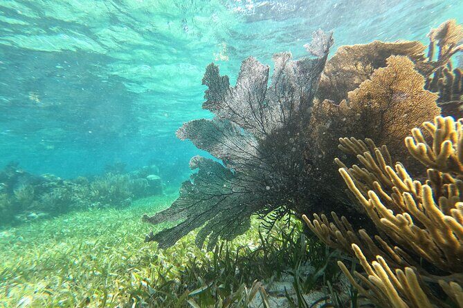 Amazing Snorkeling Experience + Real Mexican Tacos - Price and Value Analysis