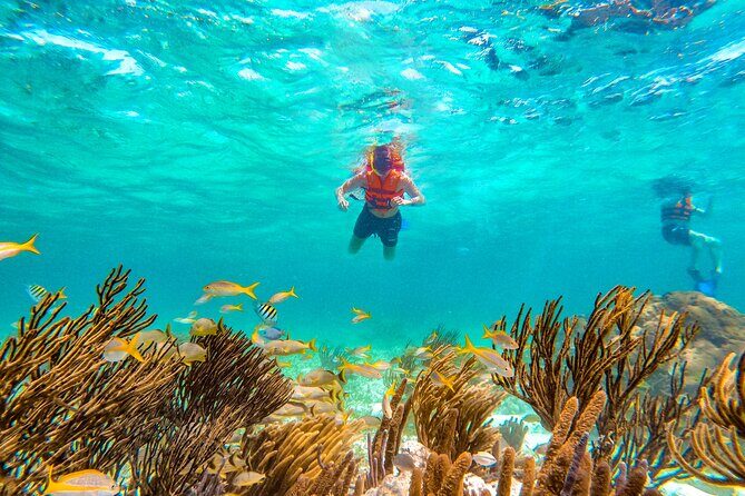 Amazing Snorkeling Experience + Real Mexican Tacos - Who Should Book This Tour?