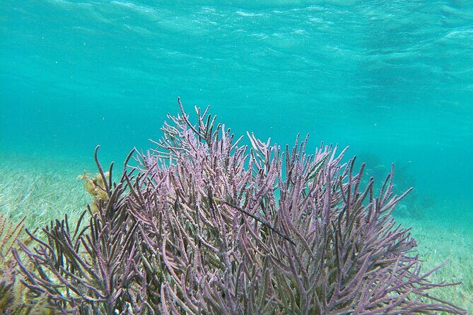 Amazing Snorkeling Experience + Real Mexican Tacos - FAQs