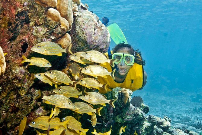 Amazing snorkeling full-day tour to Cozumel Cielo Starfish Reef - Exploring the Tour in Detail