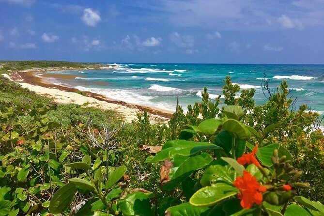 Amazing snorkeling full-day tour to Cozumel Cielo Starfish Reef - Final Thoughts