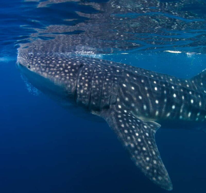 AMAZING SUMBAWA WHALE SHARK TOUR - Good To Know