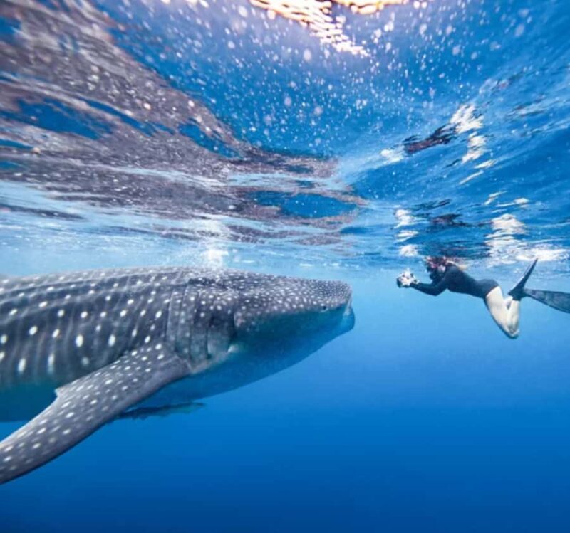 AMAZING SUMBAWA WHALE SHARK TOUR - An Honest Breakdown of the Itinerary and Experience
