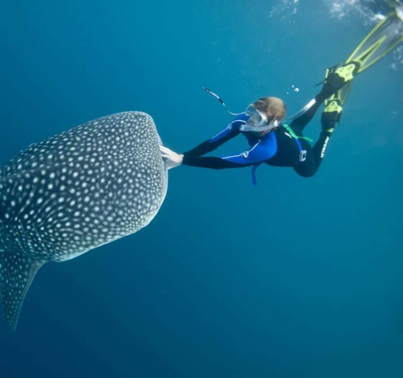 AMAZING SUMBAWA WHALE SHARK TOUR - The Sum Up