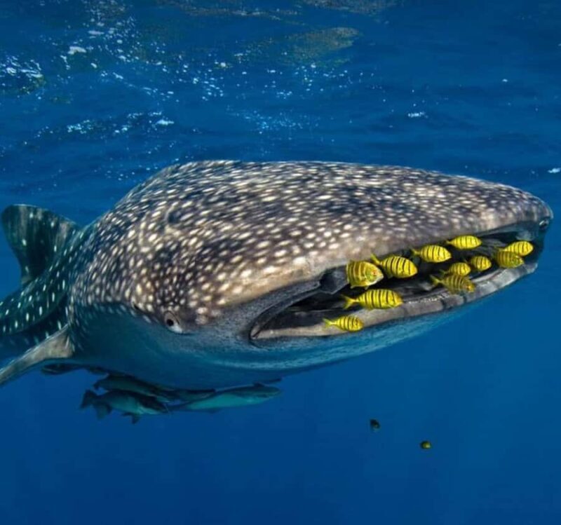 AMAZING SUMBAWA WHALE SHARK TOUR - Good To Know