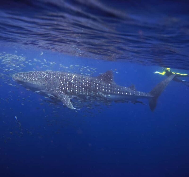 AMAZING SUMBAWA WHALE SHARK TOUR - An Authentic Look at the Sumbawa Whale Shark Tour